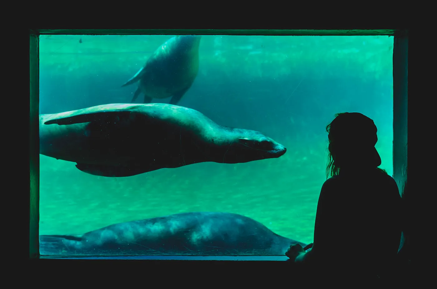 Amsterdam Artis Zoo., by Shane Rounce (Ace Media)
