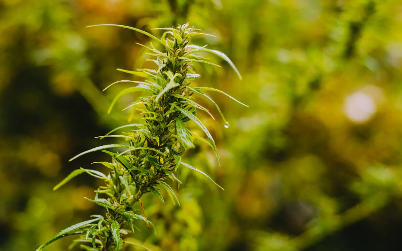 Seen freely growing, as nature intended, in a random garden within Freetown Christiana, Copenhagen., by Shane Rounce (Ace Media)
