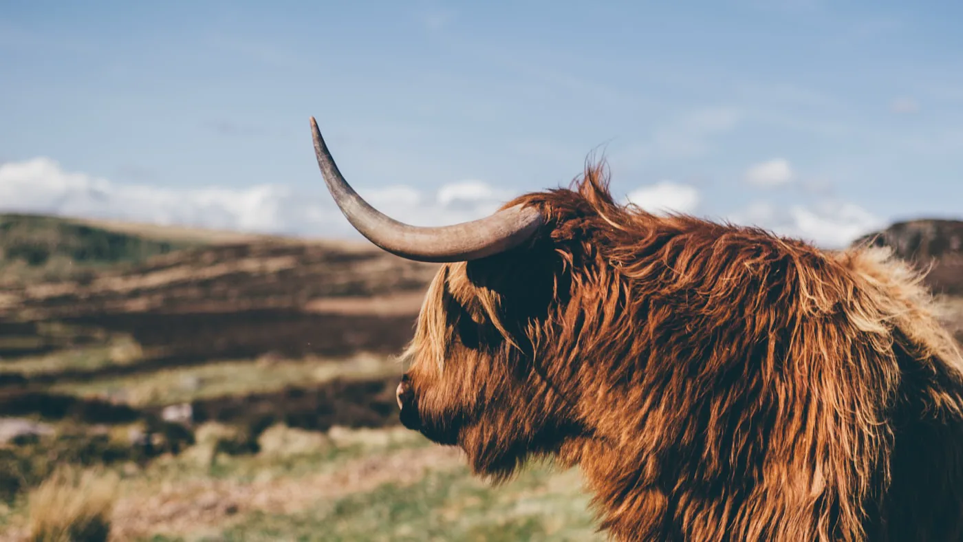 closeup photo of ox near grass, by Shane Rounce (Ace Media)