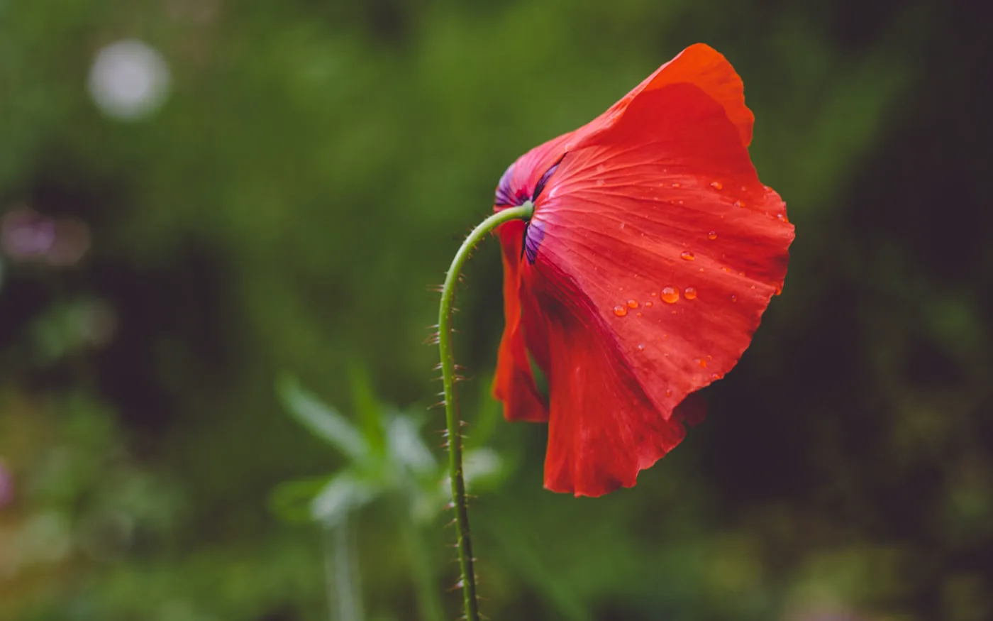 Sheffield General Cemetery, by Shane Rounce (Ace Media)